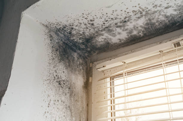Affordable Mold Remediation solutions in Willow Spring, NC